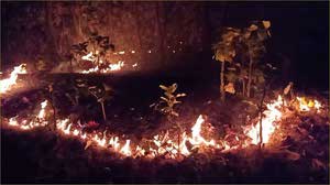 Simlipal fire সিমলিপালে দাবানল