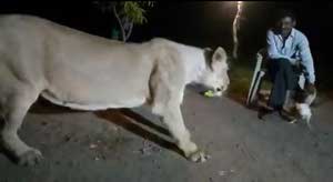 Illegal lioness show সিংহীর খেলা