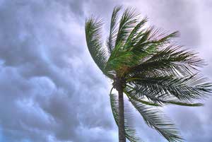 storm tree