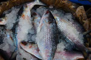 Hilsa fish পদ্মার ইলিশ