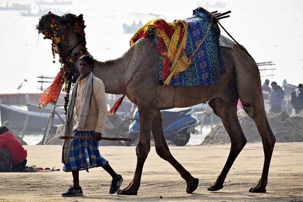 Rajasthan Camel farmer