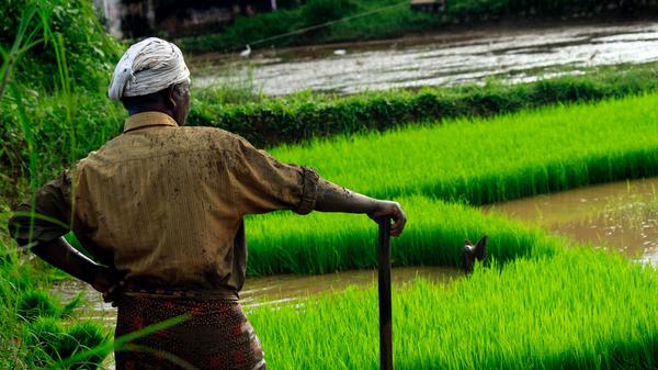 Indian farmer 