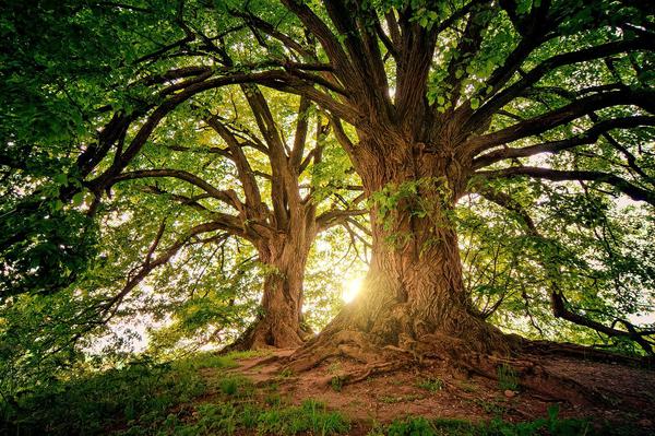 forest sun light